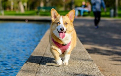 Dog Jumping Training in San Diego: Why It Keeps Happening and How to Stop It