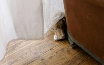 Is Your Dog Anxious? Here’s How Professional Training Can Help
