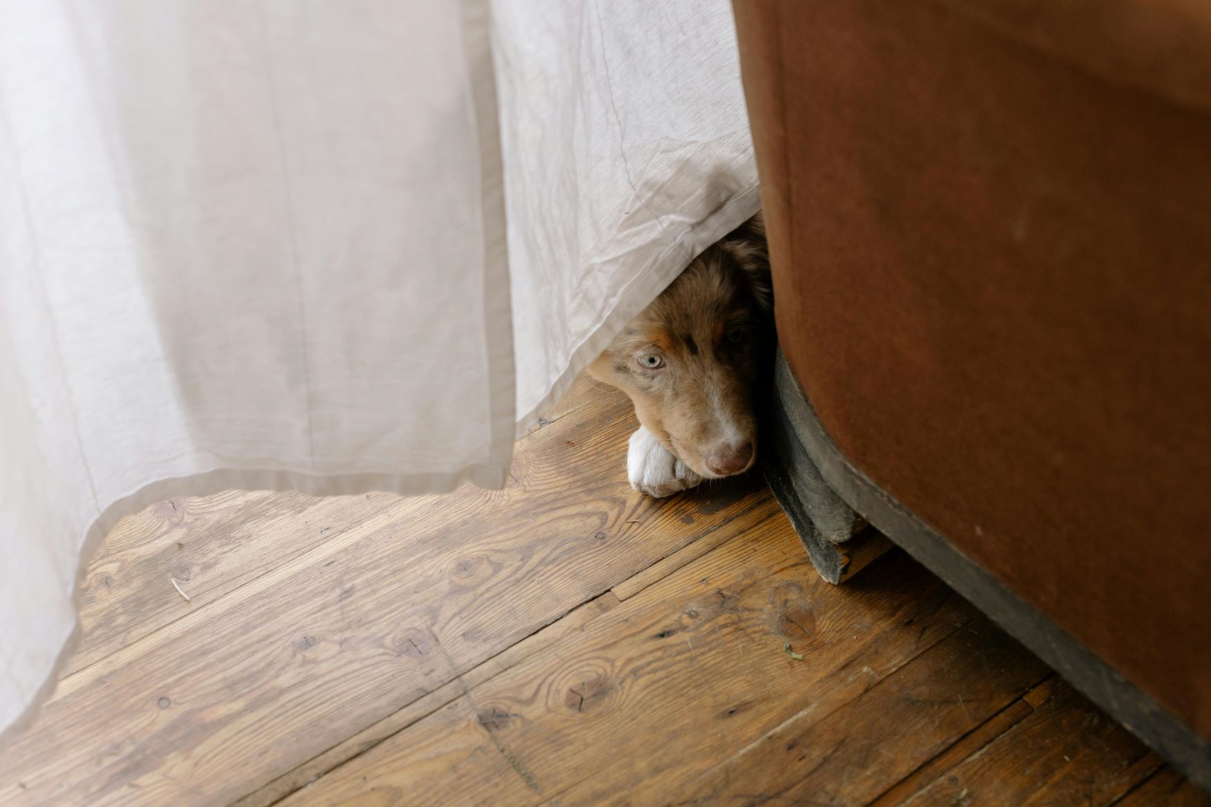 San Diego dog anxiety training
