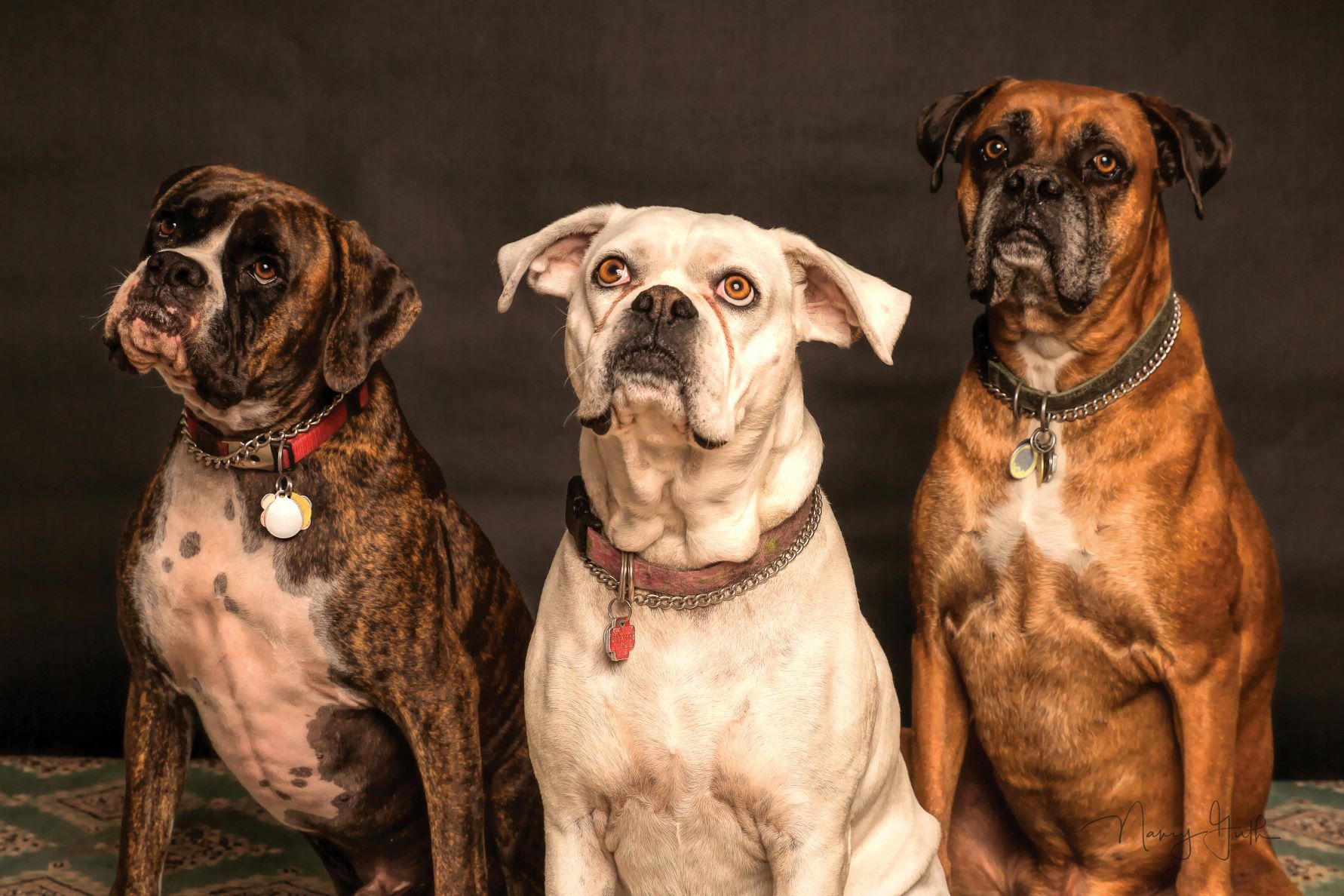 Dog Behavior Specialist Downtown San Diego Dog Behavior Specialist Downtown San Diego