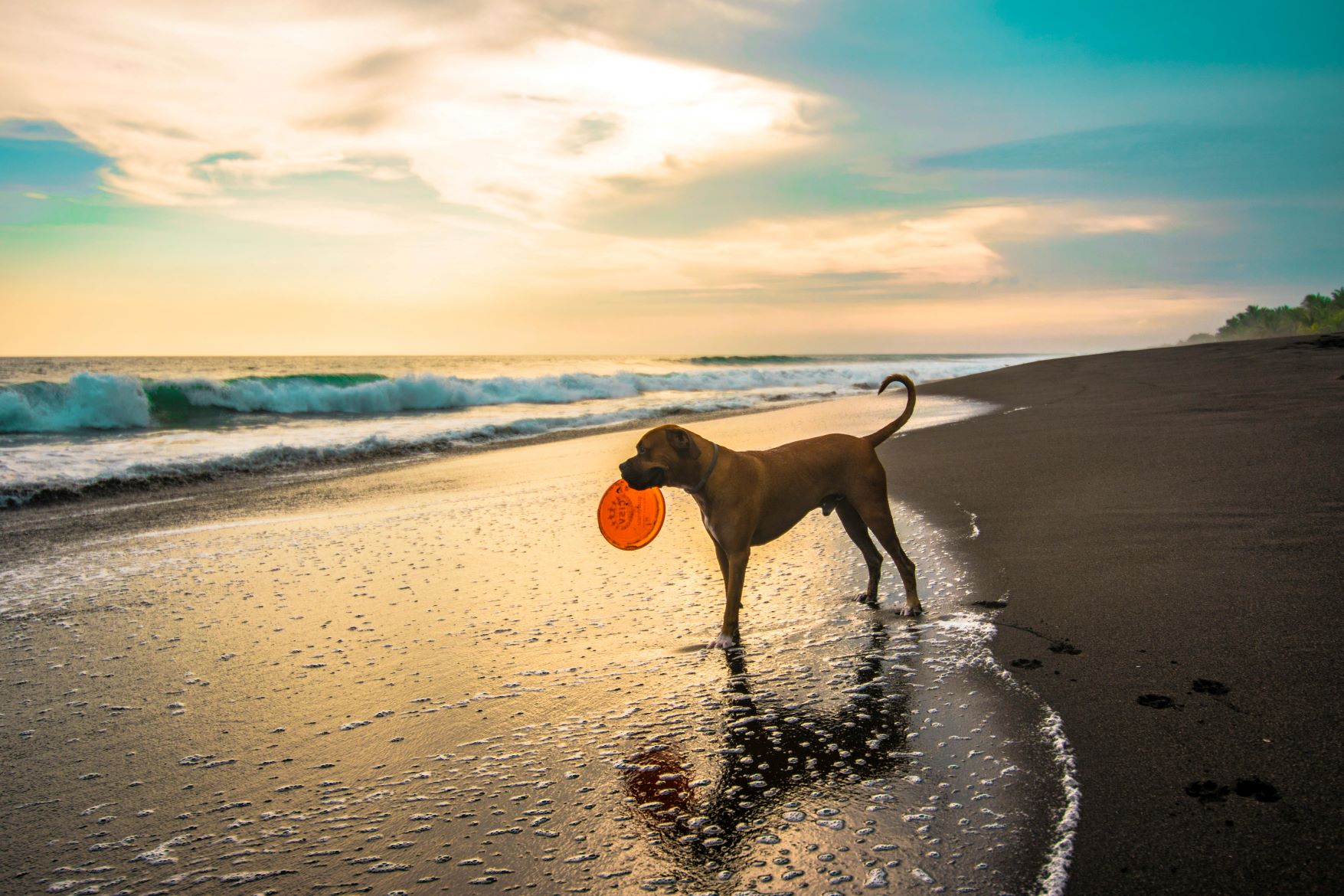 Dog Behavior Specialist La Jolla Dog Behavior Specialist La Jolla