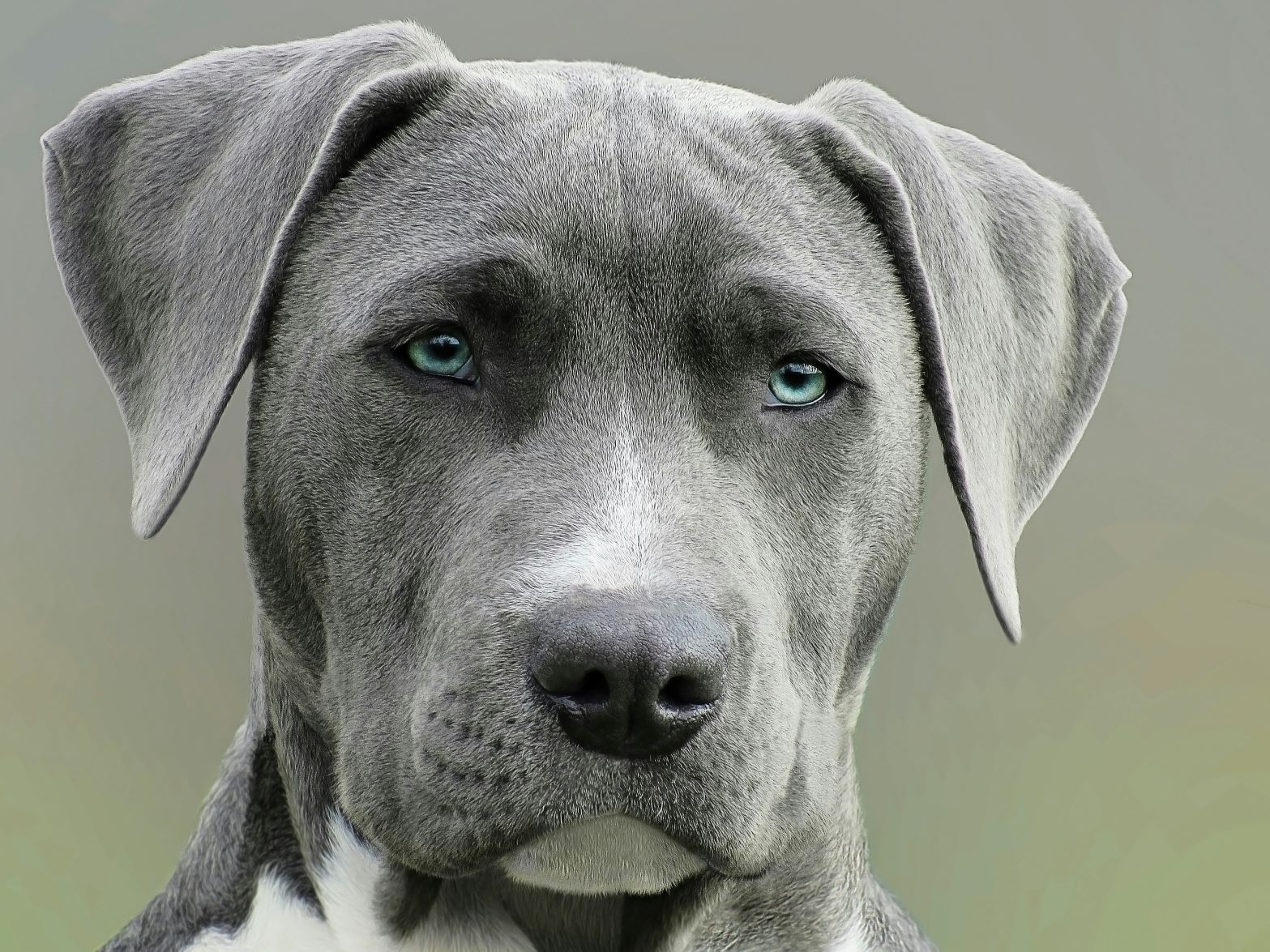 Dog Behavior Specialist Mission Valley Dog Behavior Specialist Mission Valley