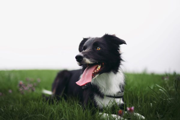 Dog Behavior Specialist San Diego County