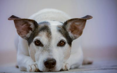When to Hire a Professional Dog Trainer for Potty Training – 8 Clear Signs