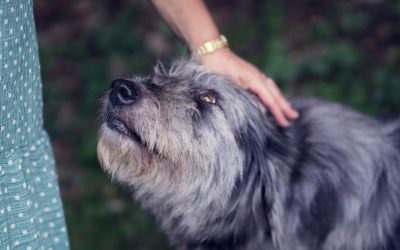 Why Dog Training Works for Older Dogs