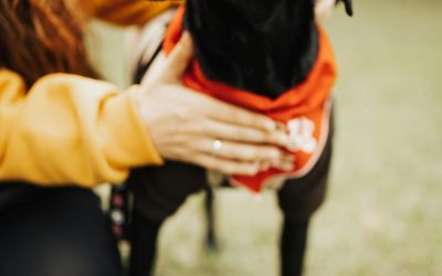 Should You Consider Emotional Support Training for Your Dog?