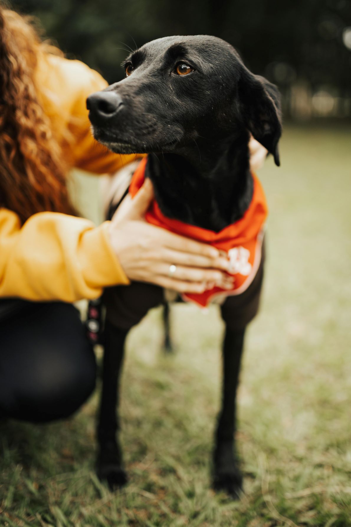 San Diego Emotional Support Training for Your Dog