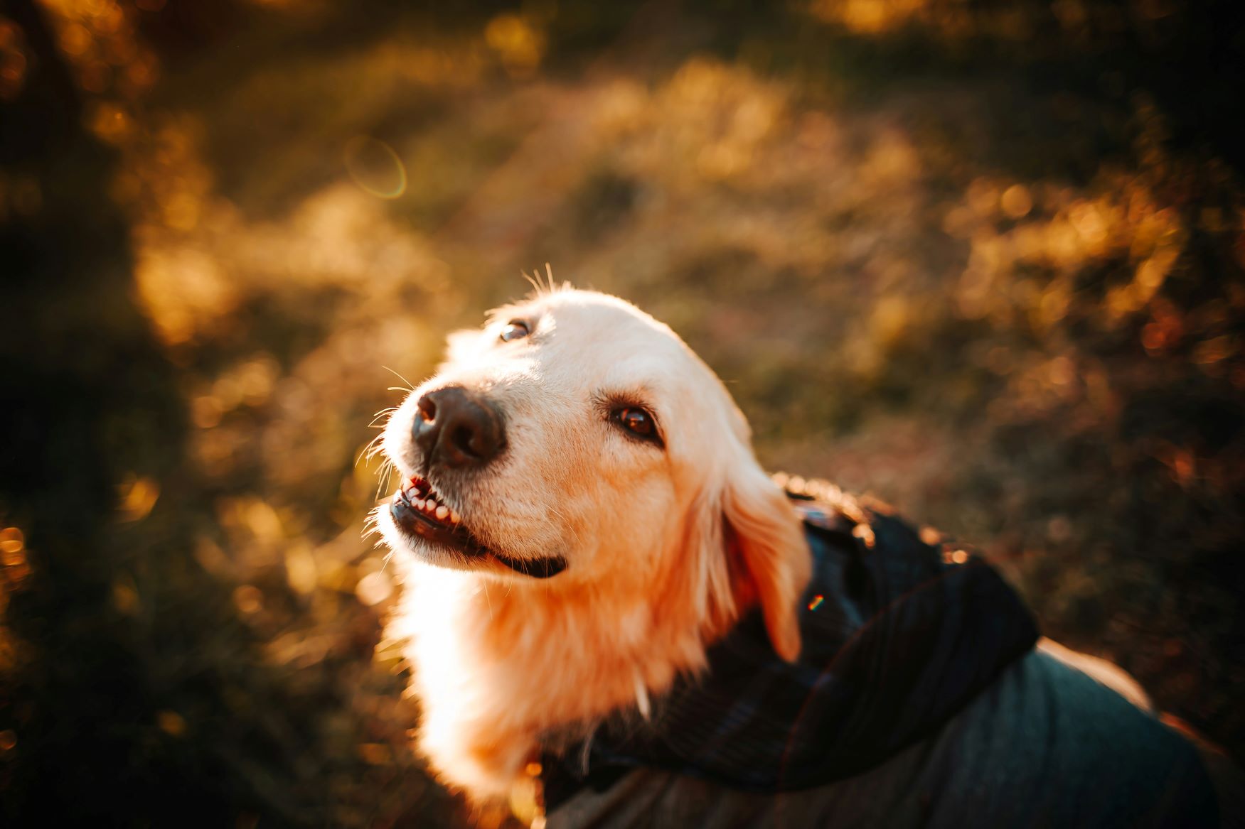 San Diego Emotional Support Dog Training