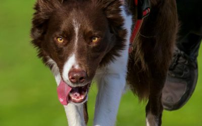 Why You Should Work with a Professional Trainer for Leash Aggression
