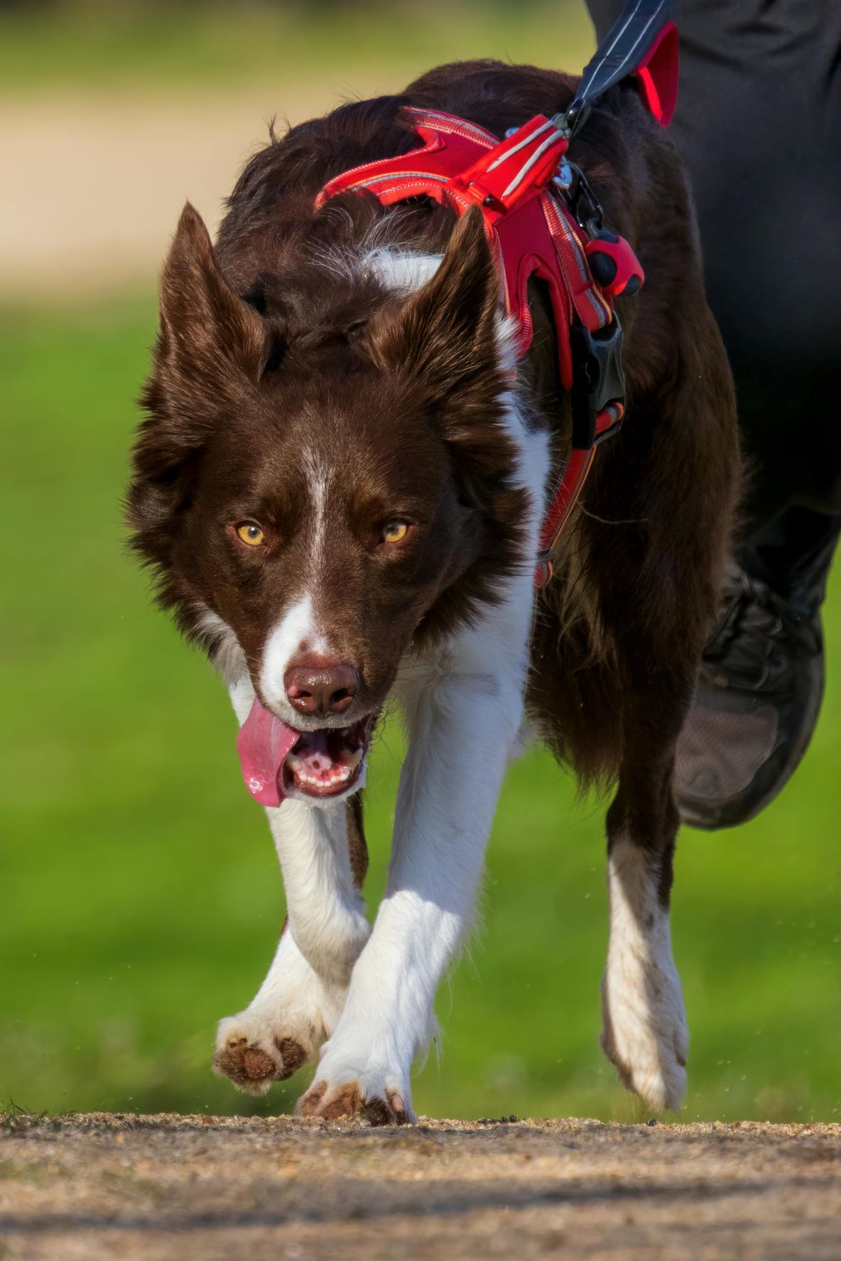 San Diego Trainer for Leash Aggression