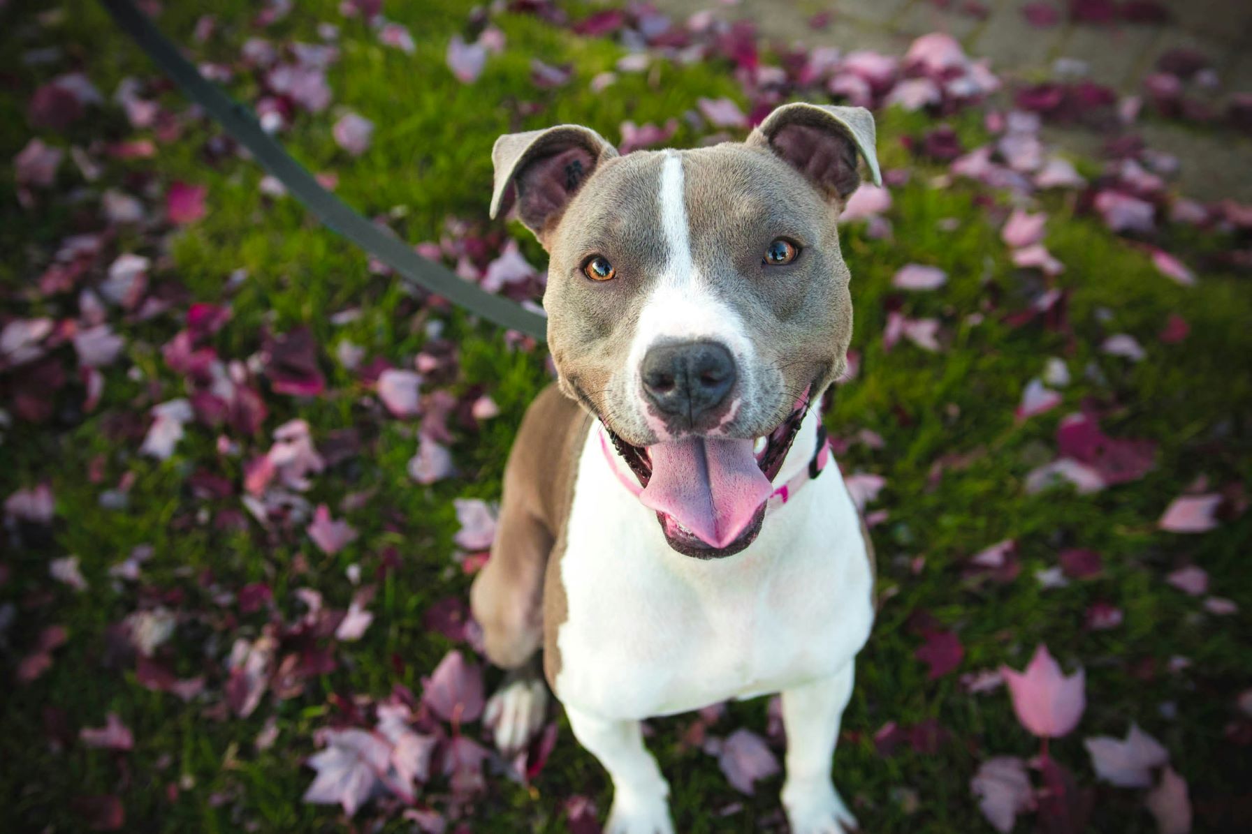 Mission Valley Dog Training Mission Valley Dog Training