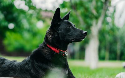 Rescue Dog Training in San Diego: Setting Your Adopted Dog Up for Success