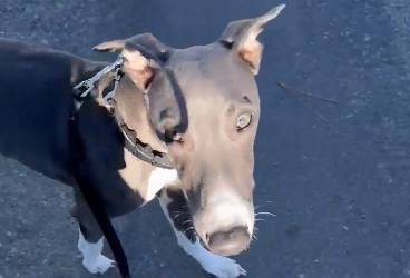 Ollie’s Success Story: From Fearful to Confident