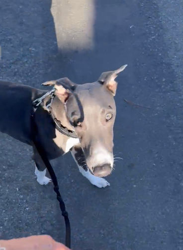 Dog Busters San Diego news update