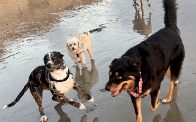 Dog Socialization Is Your Puppy’s Passport to a Fuller Life