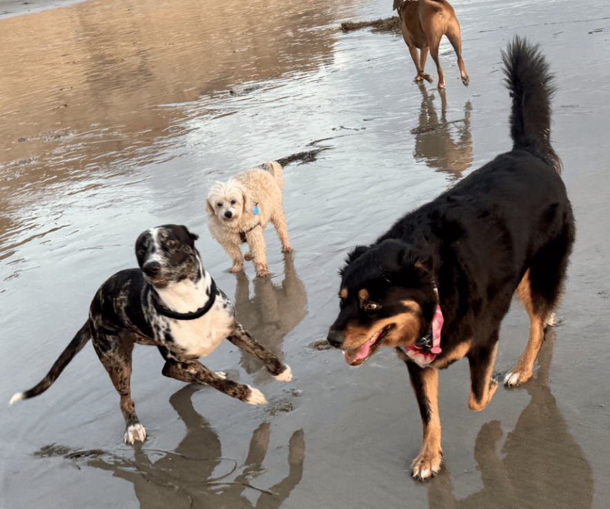 puppy Socialization training