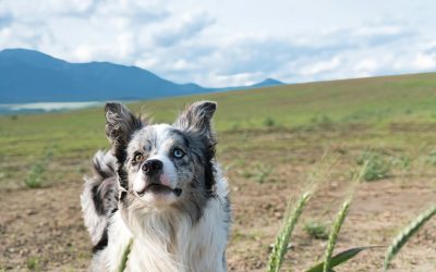 How Behavior Modification Transforms Aggressive Dogs: A Professional Approach