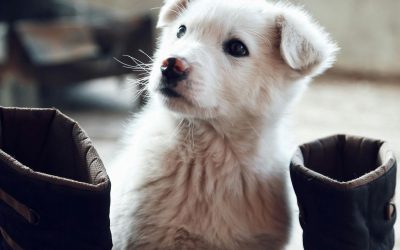 How to Tell if Your Dog Needs Behavior Modification