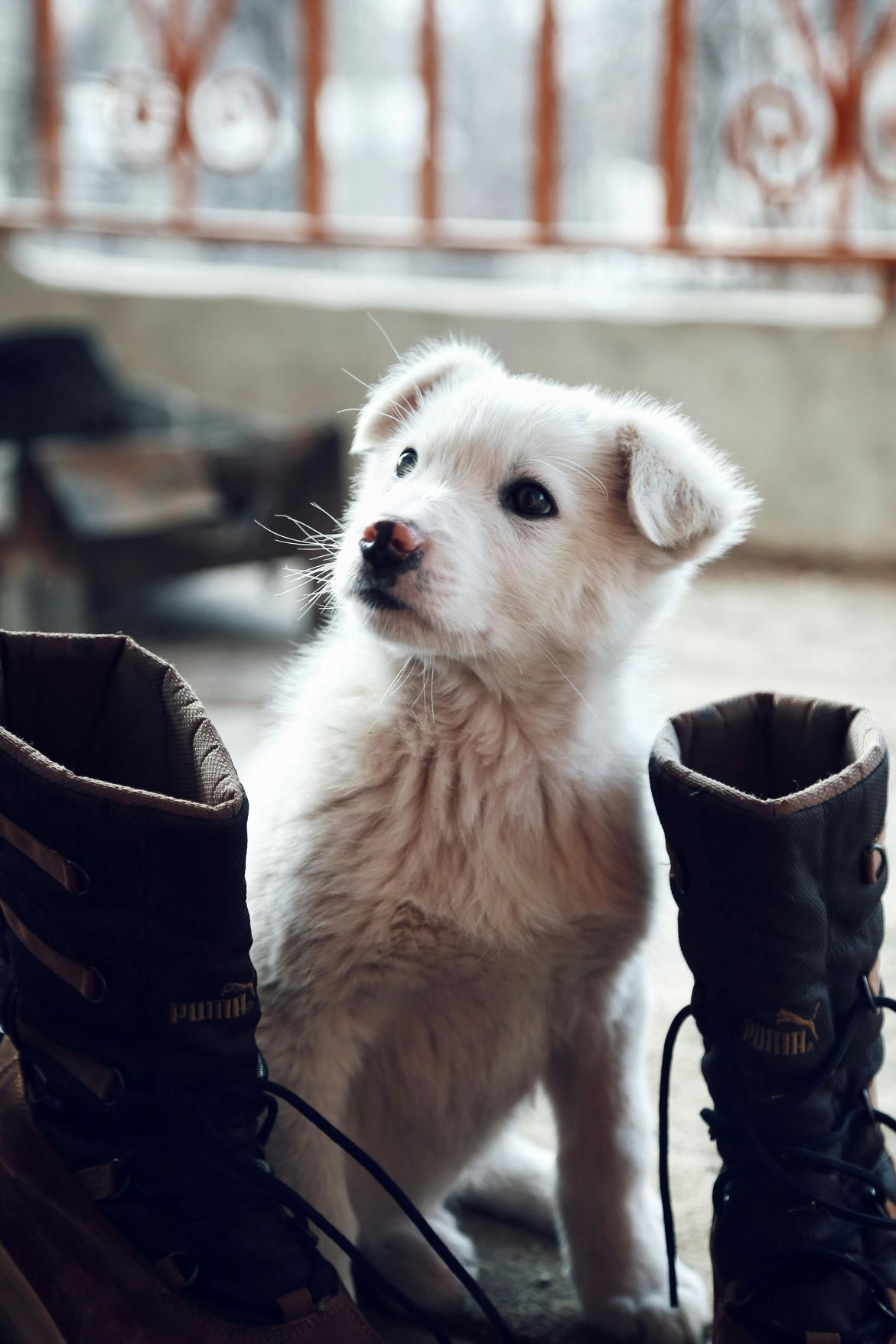 Does Your Dog Needs Behavior Modification