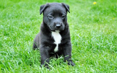 From Pup to Pro: When to Start Training Your Puppy with a Professional Trainer
