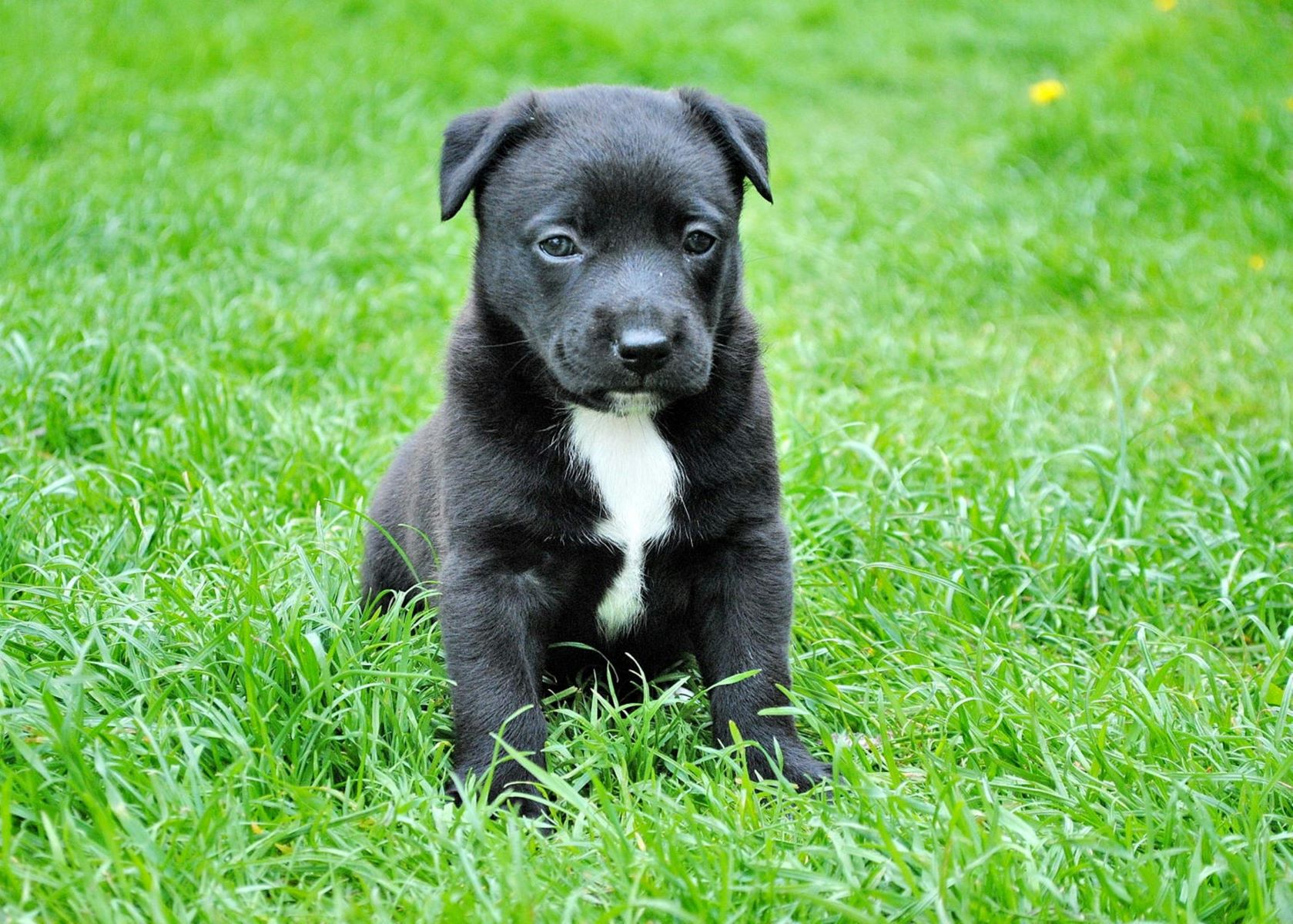 When to Start Training a Puppy with a Professional Trainer