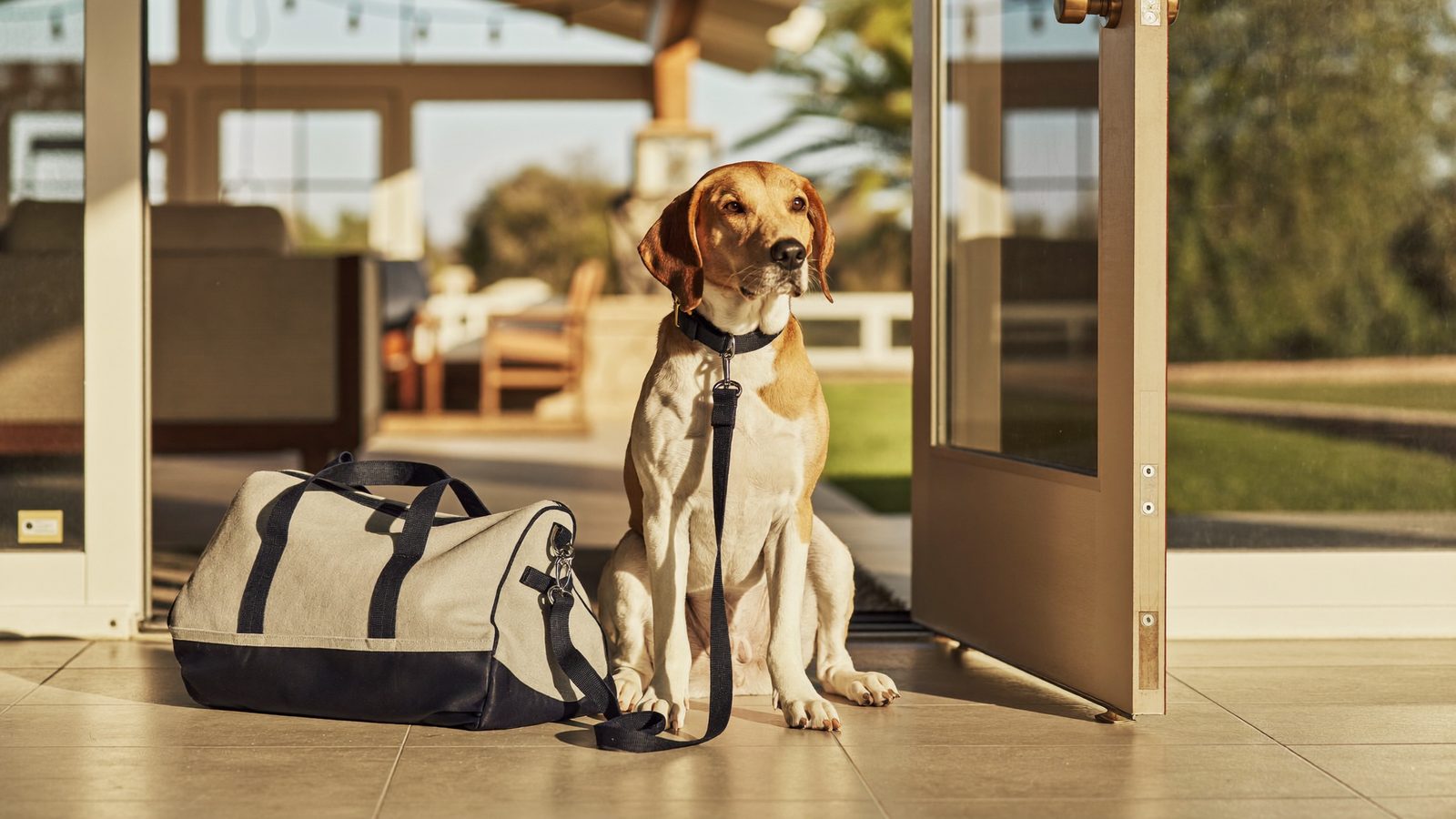 Trained dog sitting calmly at the front door after a board and train program in San Diego