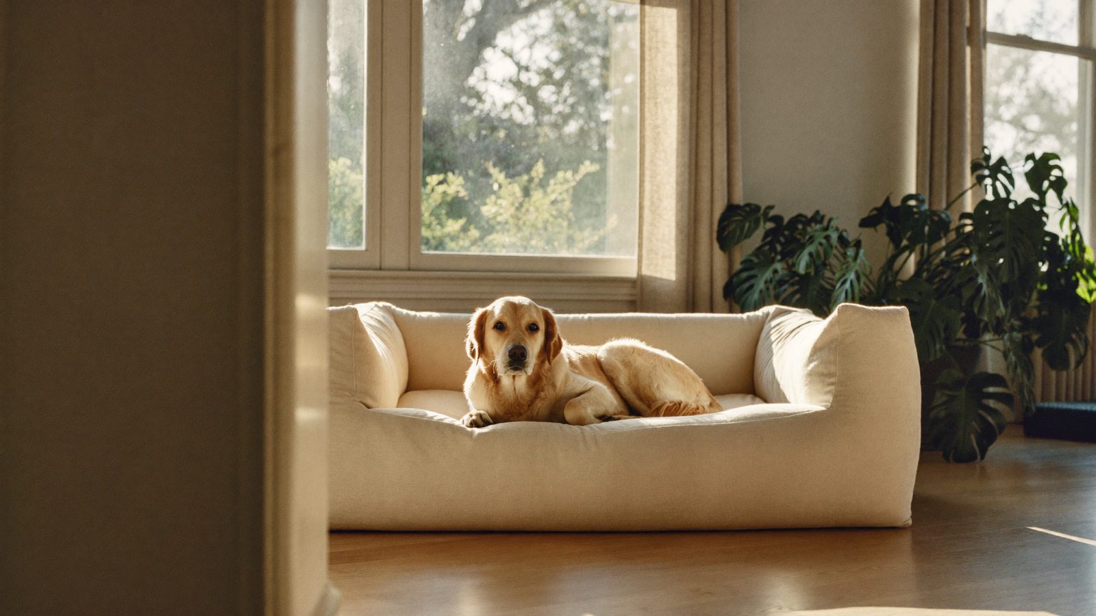 Dog relaxing on a dog bed in a home living room during a San Diego board and train stay