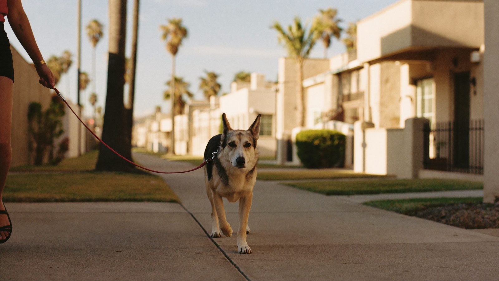 Shepherd mix walking on a loose leash on a San Diego residential street