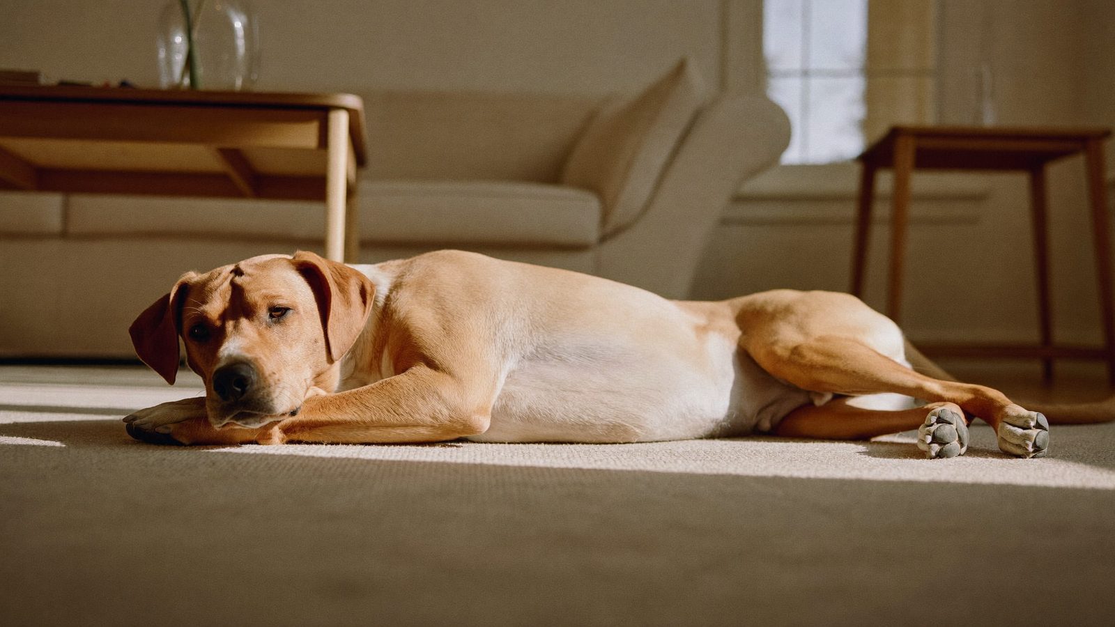Calm settled dog resting on a living room rug in a San Diego family home