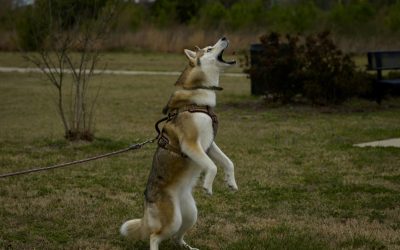How Dog Training Solves Barking Problems for Good