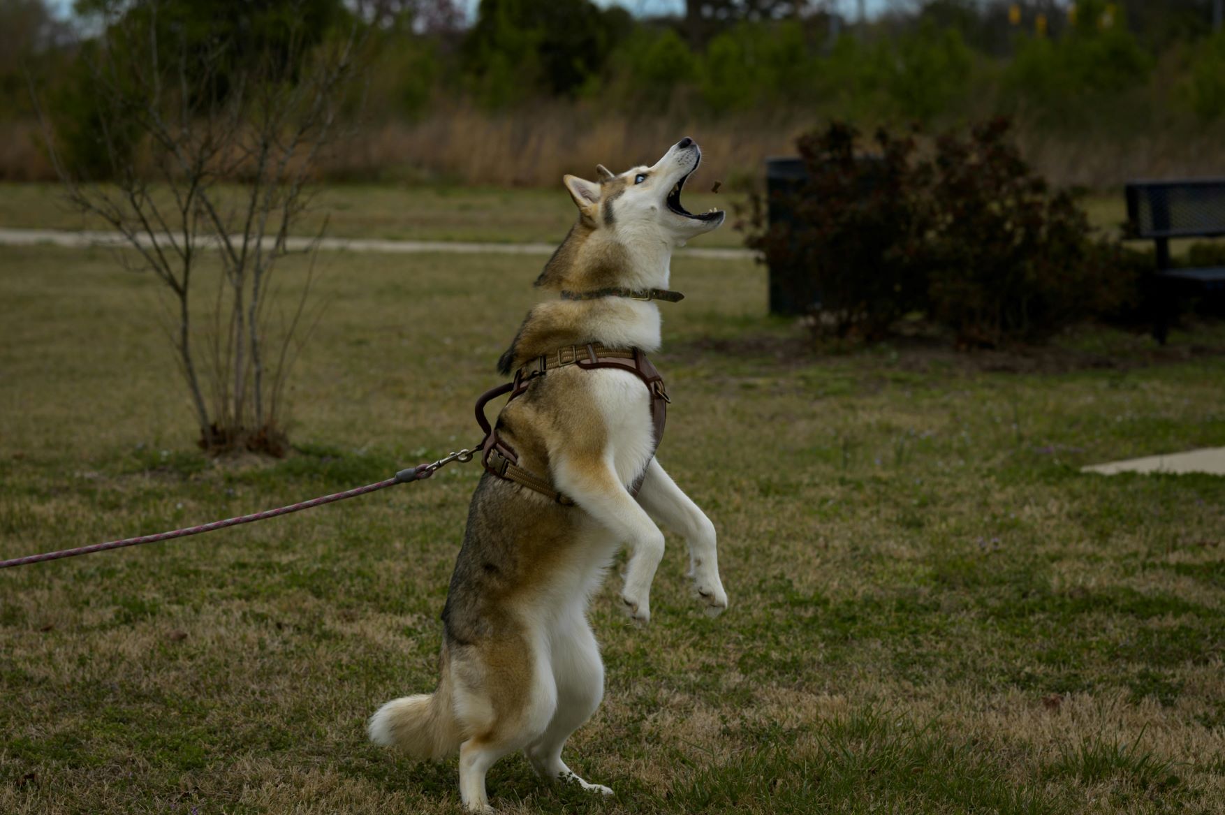 trainer for dog barking