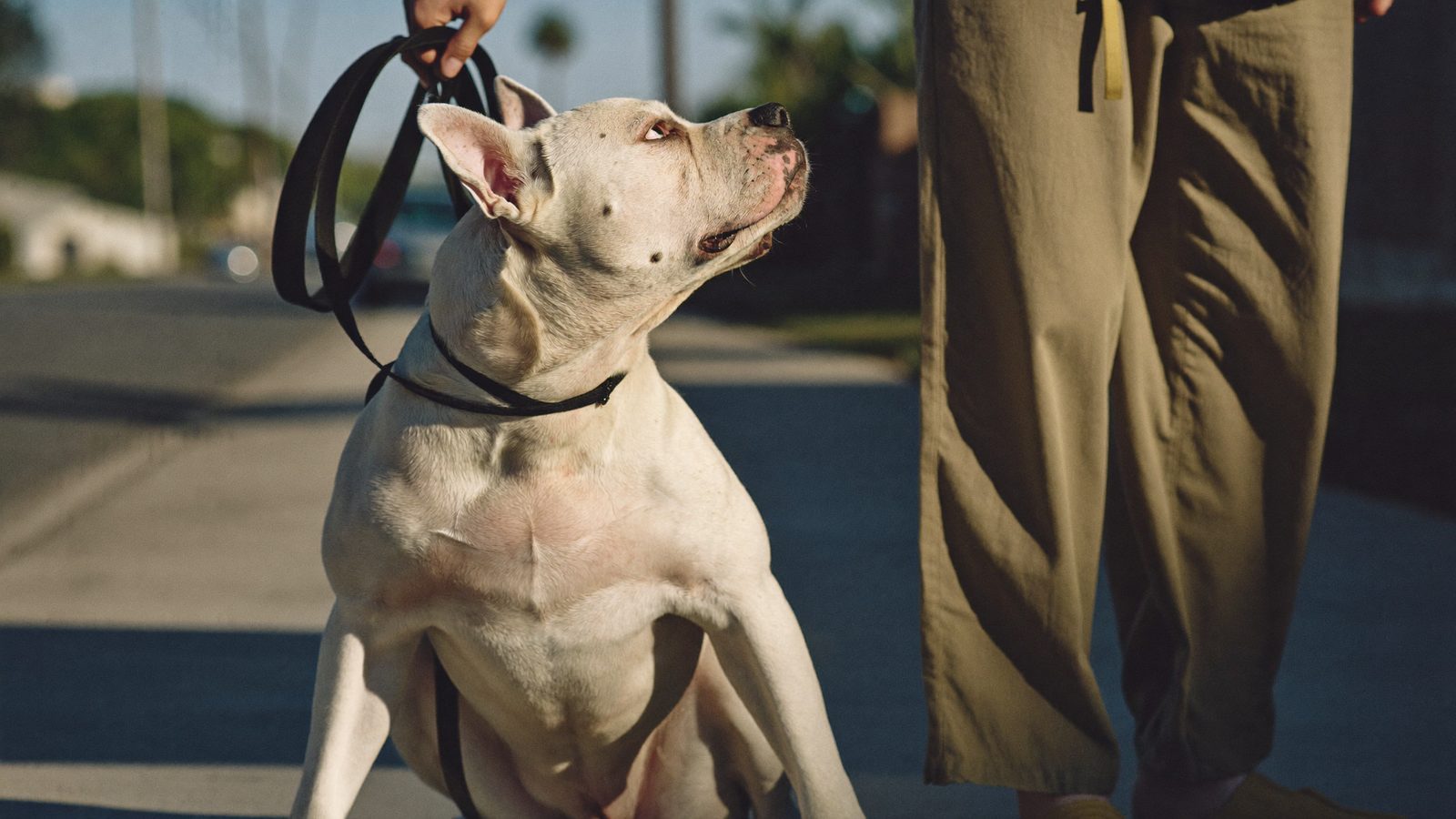 Pit bull mix sitting calmly and focusing on its handler during behavior modification training in San Diego