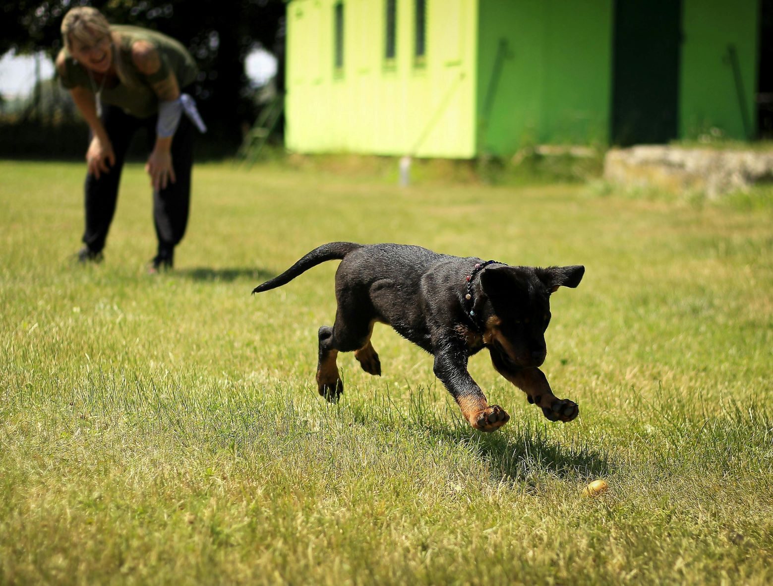 Questions to Ask When Hiring a Dog Behaviorist
