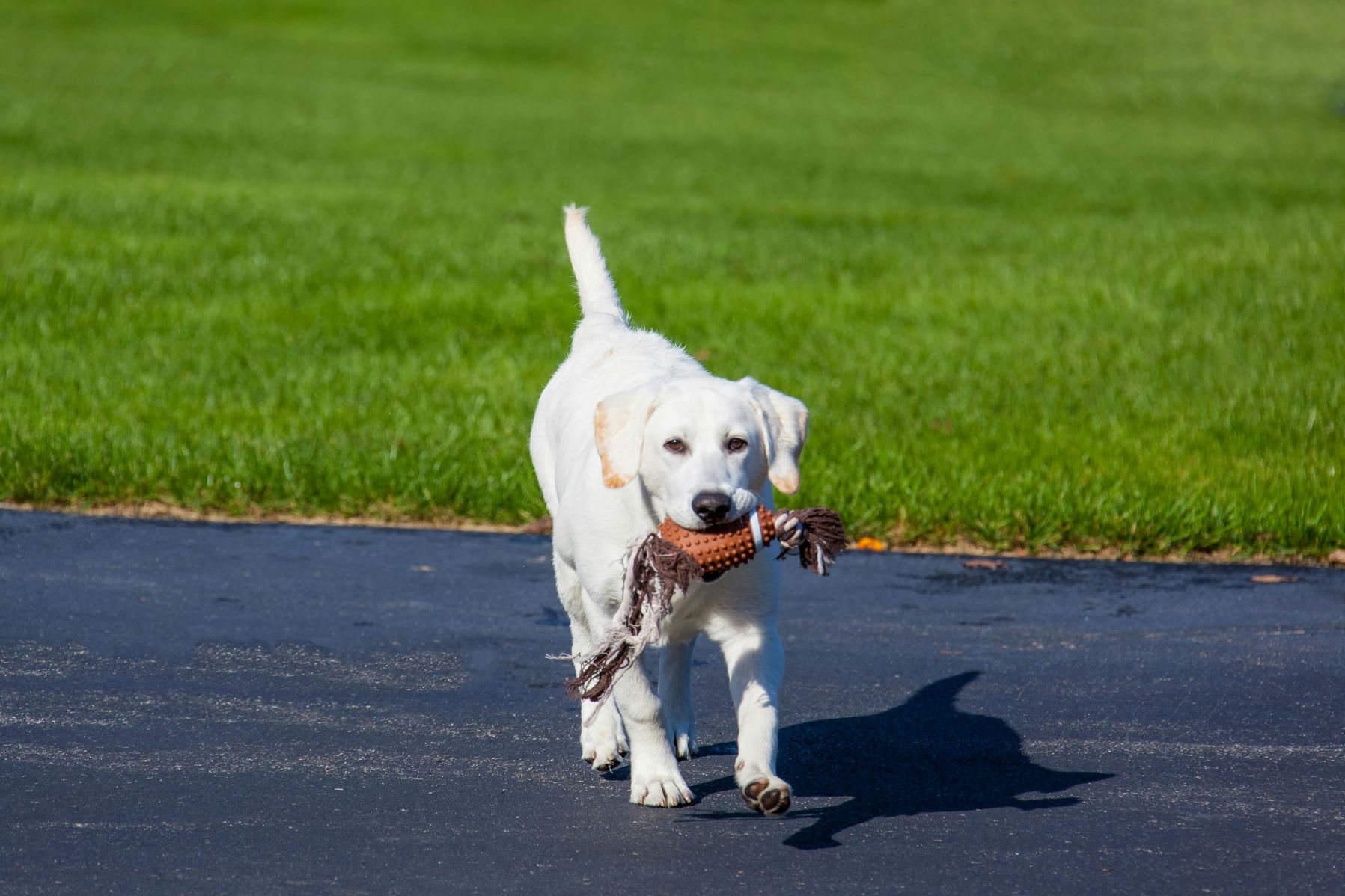 Dog Board and Train Program in San Diego