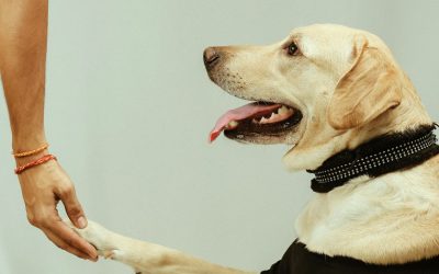 Why Dogbusters is the Best Choice for Dog Training in San Diego