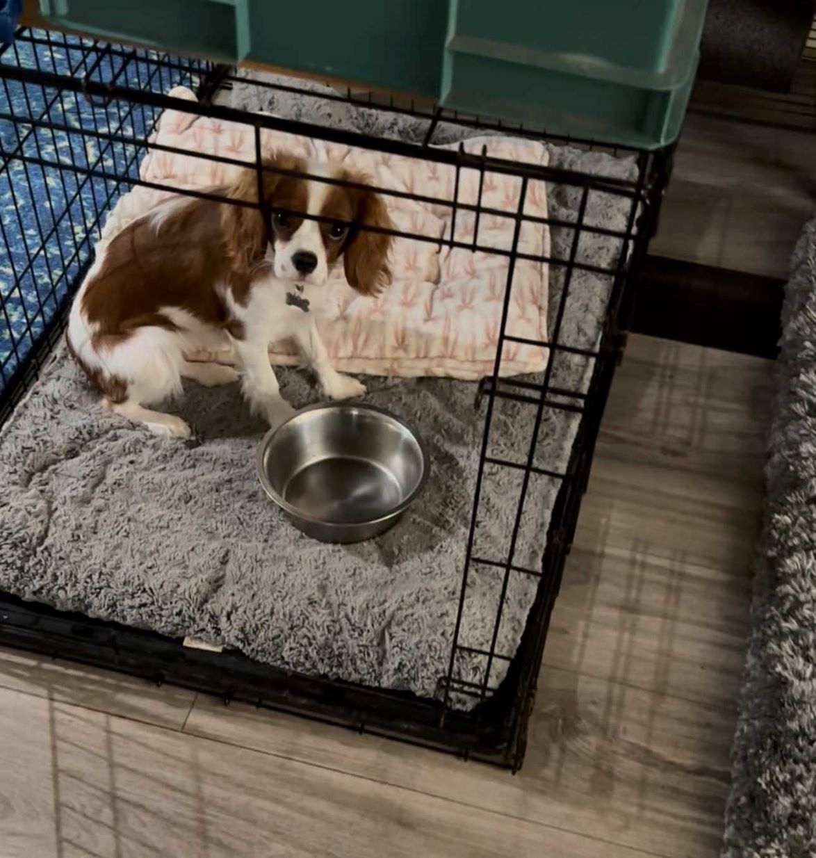 dog training transformation