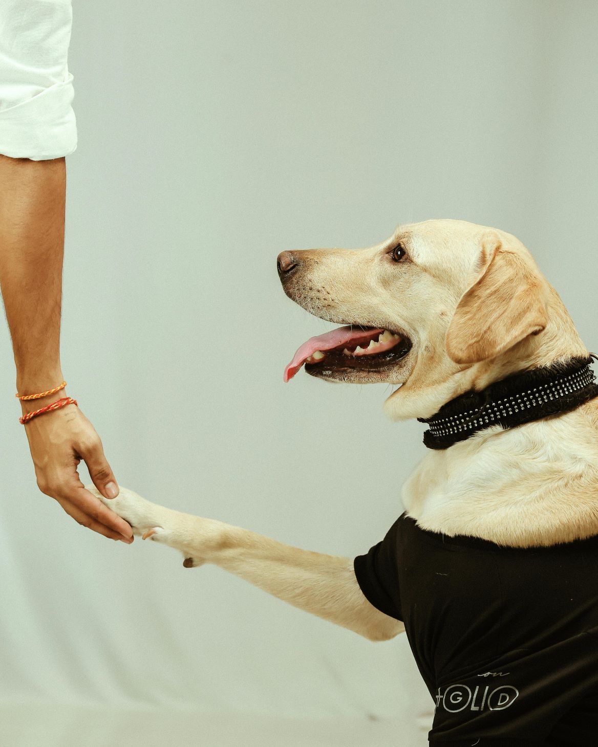 san diego dog training