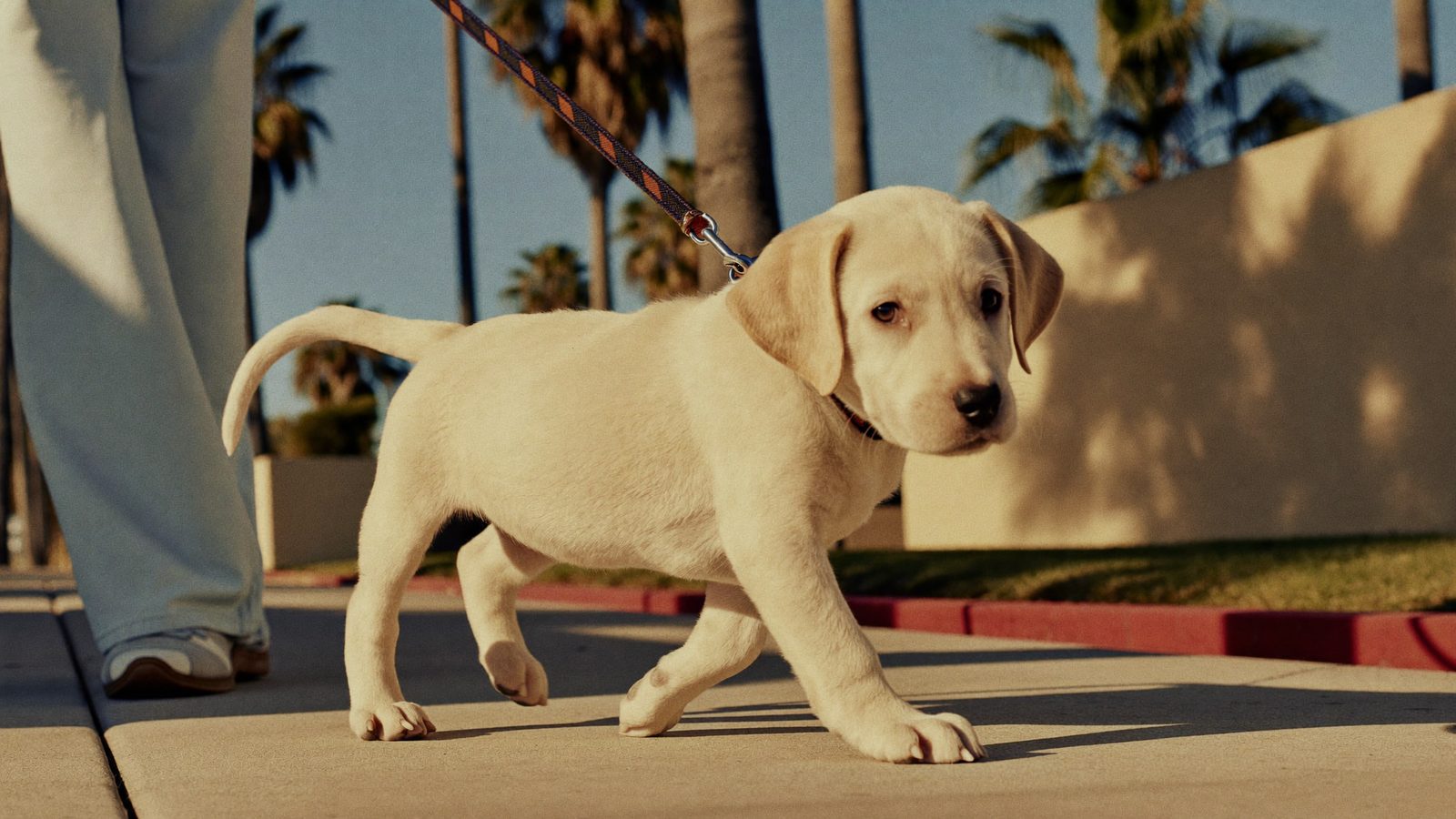 Puppy learning to walk on a leash on a San Diego sidewalk