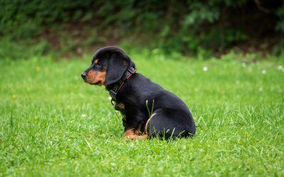 How to Prepare Your Puppy for Their First Training Session