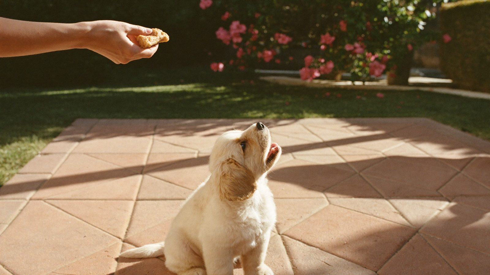 Puppy sitting and taking a reward during San Diego puppy training on a backyard patio