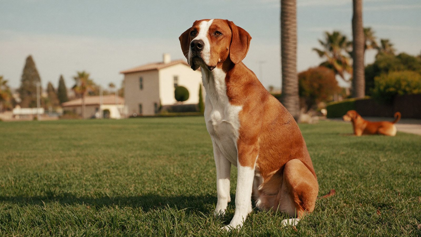 Dog staying calm near another dog at a San Diego park during reactivity training