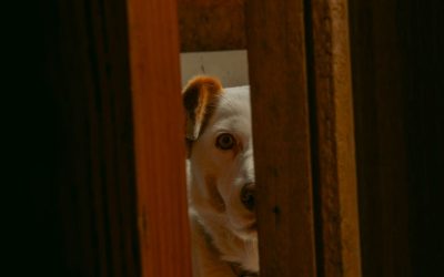 Why Professional Training Is Essential for Fearful Dogs