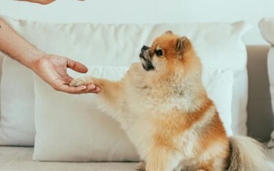 Hire a Virtual Dog Trainer: The Modern Solution to Behavior Problems