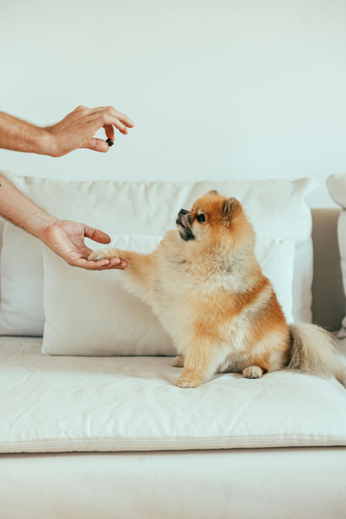 best virtual dog trainer