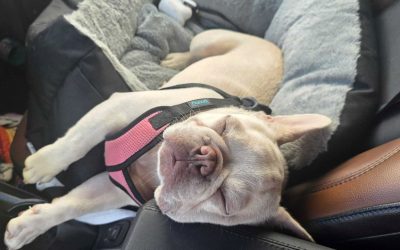 Why Home-Based Dog Training Creates Better Results Than Traditional Facilities